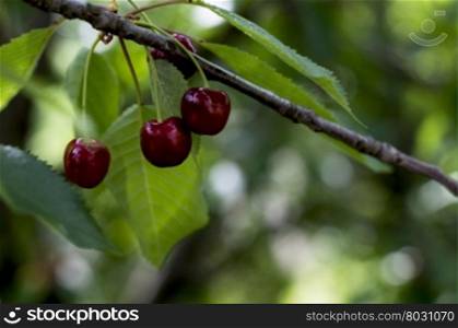 three ripe red sweet cherries on a branch, macro, a subject fruit and berries