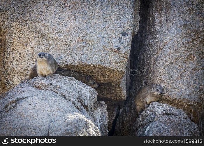Three Rock hyrax standing in a rock in Kruger National park, South Africa ; Specie Procavia capensis family of Procaviidae. Rock hyrax in Kruger National park, South Africa