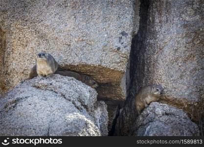 Three Rock hyrax standing in a rock in Kruger National park, South Africa ; Specie Procavia capensis family of Procaviidae. Rock hyrax in Kruger National park, South Africa