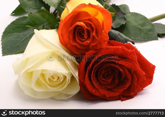 Three roses