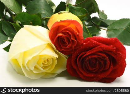 Three roses