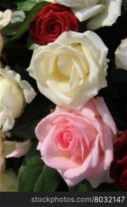 Three roses in red, white and pink, part of a floral composition