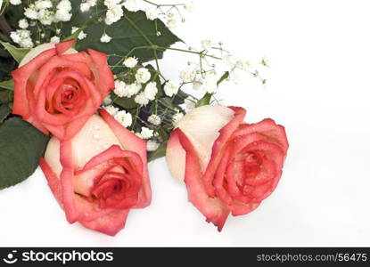 Three roses with dew drops on a white background