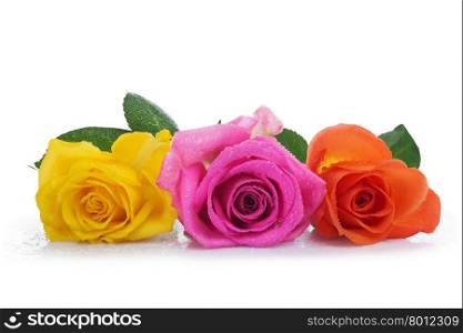three roses -yellow,orange and pink, isolated on white background