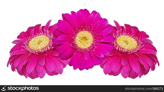 Three rurple gerbera flowers isolated on white background, close-up