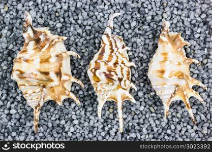 Three sea shells on grey gravel as a background.