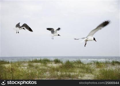 Three seagulls flying over beach.