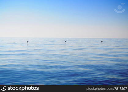 Three seagulls flying over calm sea and clowdless sky