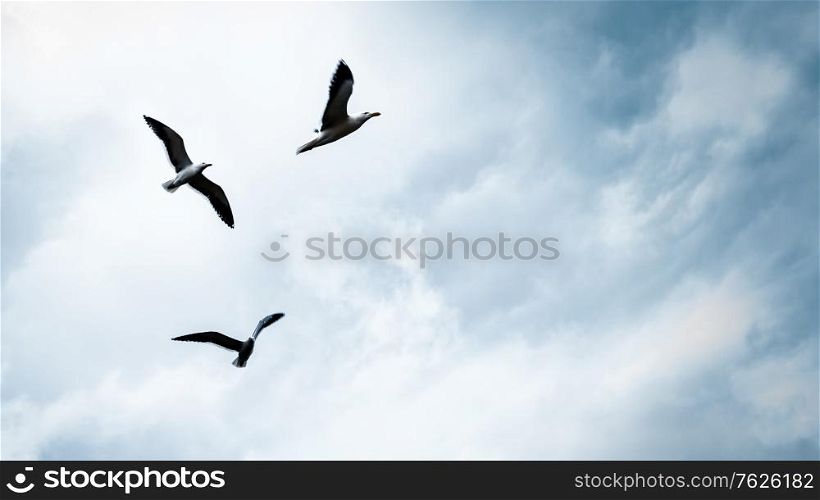 Three seagulls in the sky, beautiful birds family flying away, natural sky background with copy space, freedom concept