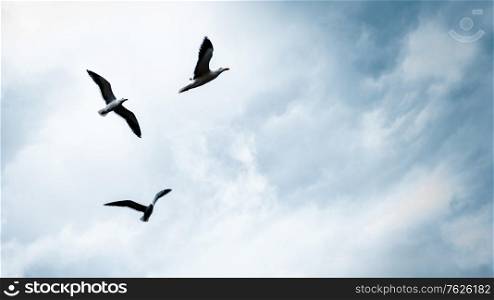 Three seagulls in the sky, beautiful birds family flying away, natural sky background with copy space, freedom concept