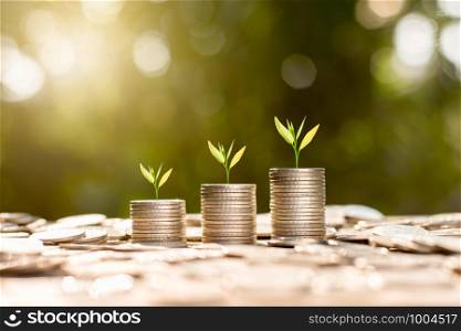 Three seedlings were growing on a coin placed against a backdrop of bokeh and morning sun was shining.