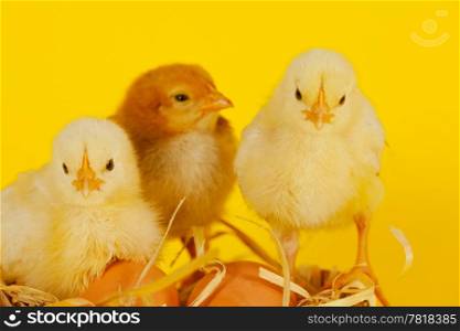 Three small baby chicken with eggs against yellow background