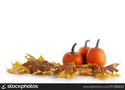 Three small pumpkins on fall maple leaves isolated on white background. Three small pumpkins on fall leaves