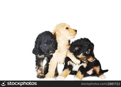 Three small puppies playing on white