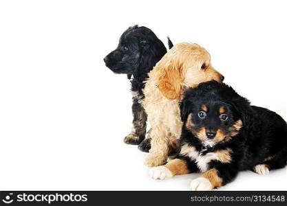Three small puppies playing on white
