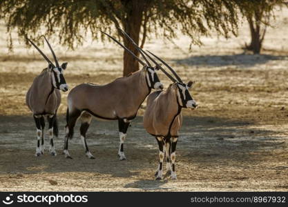 Three South African Oryx in alert in Kgalagadi transfrontier park, South Africa  specie Oryx gazella family of Bovidae. South African Oryx in Kgalagadi transfrontier park, South Africa