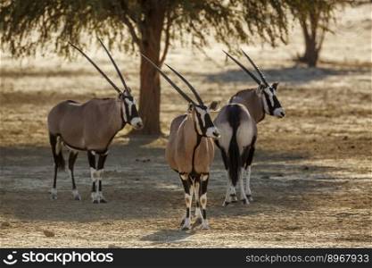 Three South African Oryx in alert in Kgalagadi transfrontier park, South Africa; specie Oryx gazella family of Bovidae. South African Oryx in Kgalagadi transfrontier park, South Africa