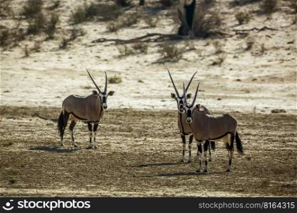 Three South African Oryx looking at camera in Kgalagadi transfrontier park, South Africa  specie Oryx gazella family of Bovidae. South African Oryx in Kgalagadi transfrontier park, South Africa