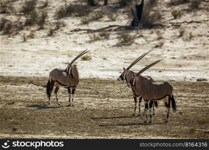 Three South African Oryx standing in dry land in Kgalagadi transfrontier park, South Africa  specie Oryx gazella family of Bovidae. South African Oryx in Kgalagadi transfrontier park, South Africa