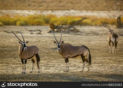 Three South African Oryx standing in dry land in Kgalagadi transfrontier park, South Africa; specie Oryx gazella family of Bovidae. South African Oryx in Kgalagadi transfrontier park, South Africa