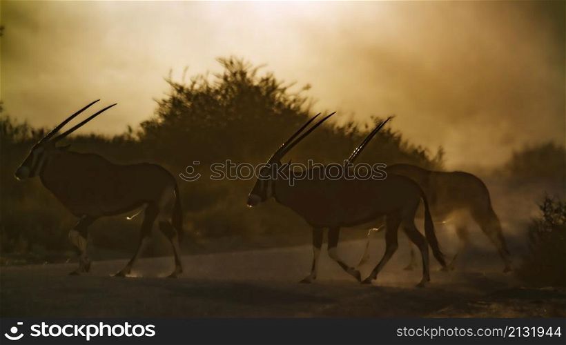 Three South African Oryx walking in dusty twilight in Kgalagadi transfrontier park, South Africa; specie Oryx gazella family of Bovidae. South African Oryx in Kgalagadi transfrontier park, South Africa