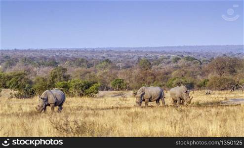 Three Southern white rhinoceros grazing in savannah scenery in Kruger National park, South Africa ; Specie Ceratotherium simum simum family of Rhinocerotidae. Southern white rhinoceros in Kruger National park, South Africa