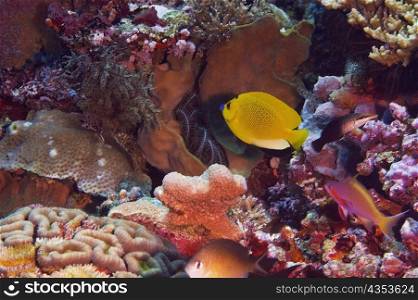 Three Spot angelfish swimming in water, North Sulawesi, Sulawesi, Indonesia