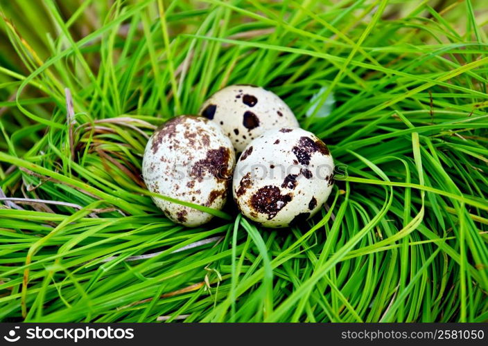 Three spotted quail eggs in a nest of green grass