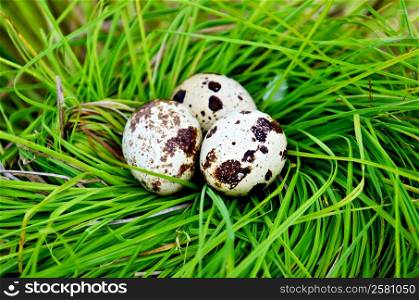 Three spotted quail eggs in a nest of green grass