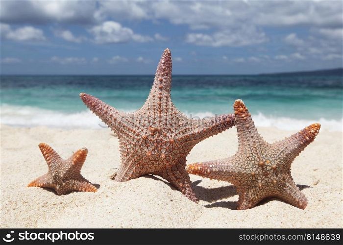 Three starfish on beach. Three starfish on sand of tropical beach at Philippines