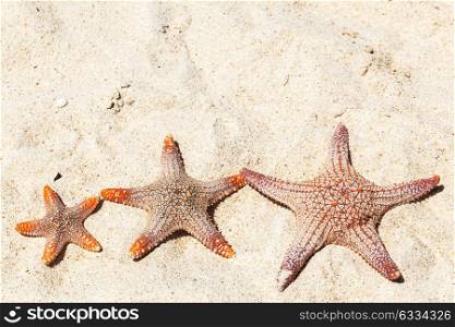 Three starfish on beach. Three starfish on sand of tropical sea beach