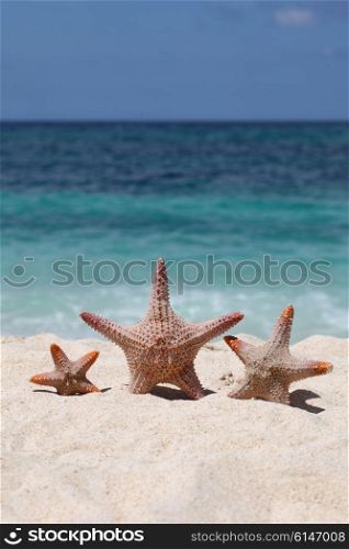 Three starfish on sand of tropical beach at Philippines. Three starfish on beach