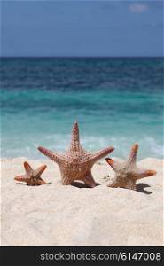 Three starfish on sand of tropical beach at Philippines. Three starfish on beach