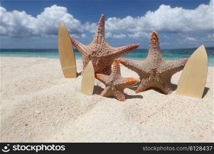 Three starfish surfers on beach. Three starfish surfers on sand of tropical beach at Philippines