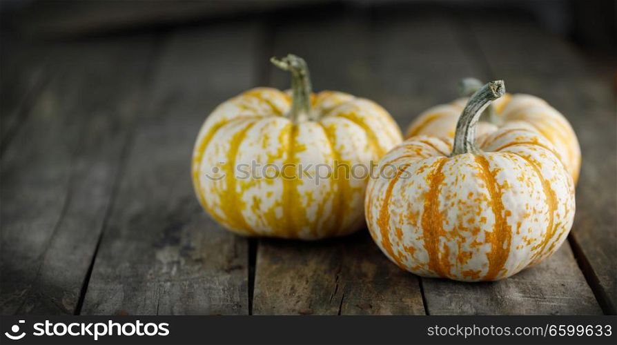 Three striped yellow pumpkins on dark wooden background , Halloween concept. Pumpkins on wooden background