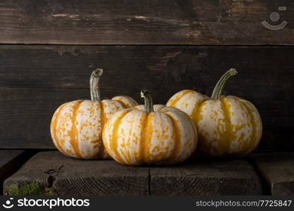 Three striped yellow pumpkins on dark wooden background, Halloween or Thanksgiving concept. Three striped pumpkins for Halloween