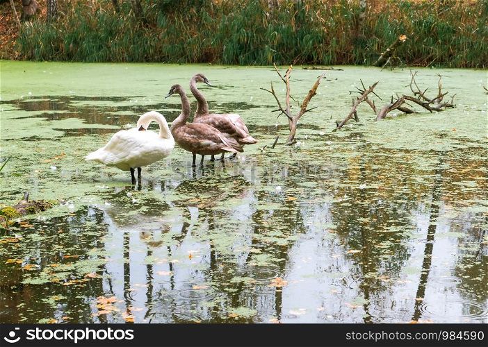 three swans in the forest, swans autumn on pond. swans autumn on pond, three swans in the forest