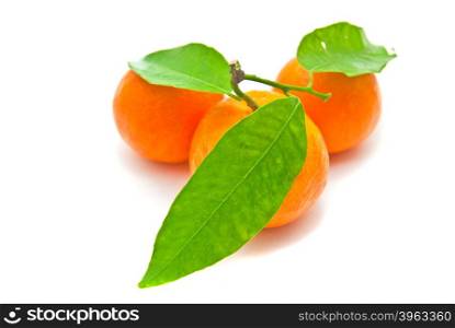 three tangerines on a branch on white background