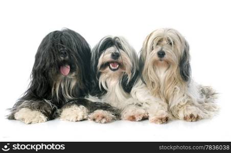 three Tibetan terrier in front of white background