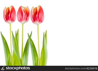 Three tulips over white background - isolated