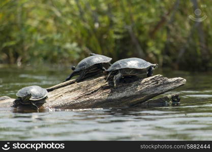 Three turtles on a log in a lake, Lake Of The Woods, Ontario, Canada