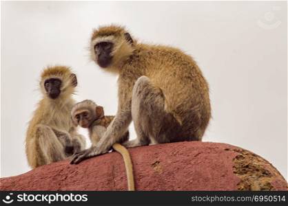Three vervet monkeys on a rock . Three vervet monkeys on a rock in the savannah of Amboseli Park in Kenya