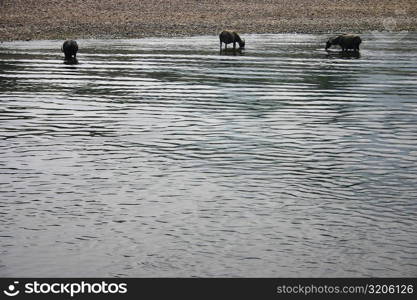 Three Water buffaloes (Bubalus bubalis) standing in water, Li River, Guilin, China