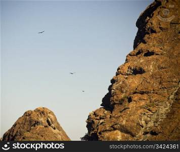 Three wedge-tail eagles soar high up a red cliff face