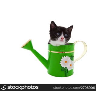 Three week old kitten in a green watering can. Shot on white background.