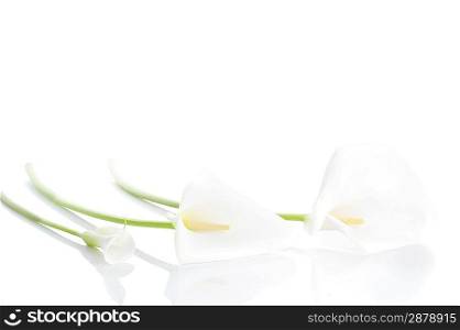 Three white calla lilies isolated close up