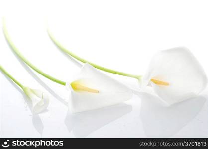Three white calla lilies isolated close up