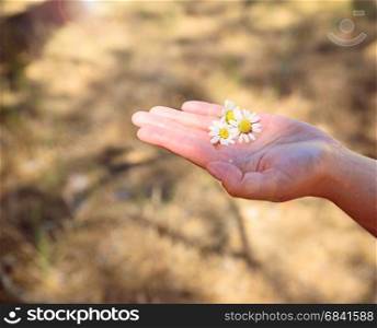 Three white daisies on a human palm in the sun, vintage toning
