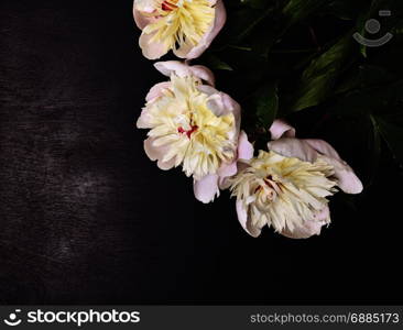 three white flowering peonies on a black background, empty space on the left