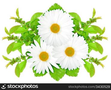 Three white flowers with green leaf. Nature art ornament template for your design. Isolated on white background. Close-up. Studio photography.